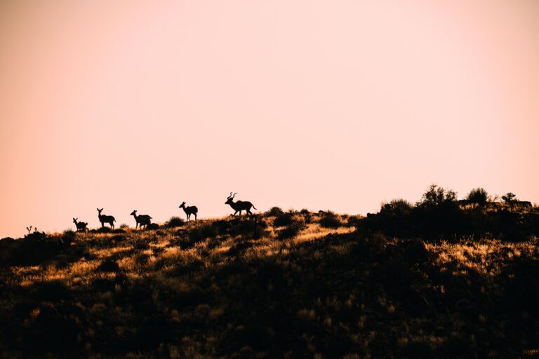 Conheça o projeto ORKCA que aponta o caminho para proteger espécies em risco na Namíbia